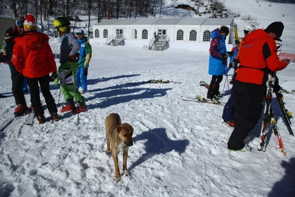 Sochi Dog