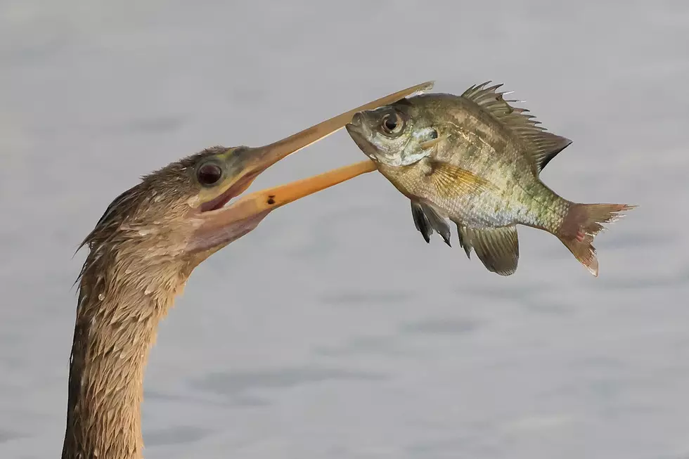 Florida Wildlife And Daily Life Scenes