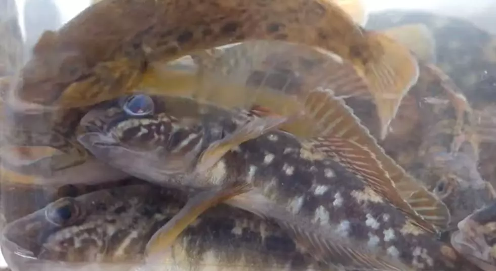 Invasive Fish Found In Hudson River! Catch It, Kill It, Leave It On Land!
